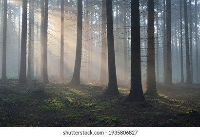 Panoramic view of the majestic evergreen forest in a morning fog. Mighty pine tree silhouettes.  