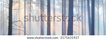 Panoramic view of the majestic evergreen forest in a morning fog. Mighty pine tree silhouettes. Atmospheric dreamlike summer landscape. Sun rays, mysterious light. Nature, fantasy, fairytale