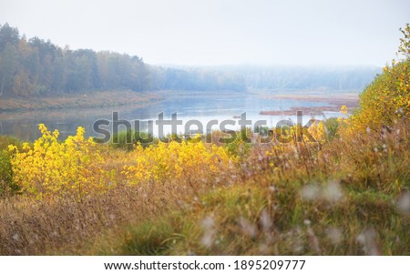 Panoramic view of majestic golden birch forest and bends of Daugava river in a fog. Autumn. Daugavas loki nature park, Latgale, Latvia. Ecology, ecotourism, recreation, travel destinations, landmark
