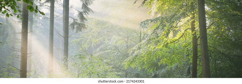 Panoramic view of majestic green deciduous and pine forest in a morning fog. Tree silhouettes. Sun rays, pure sunlight. Atmospheric dreamlike summer landscape. Nature, ecology, fantasy, fairytale