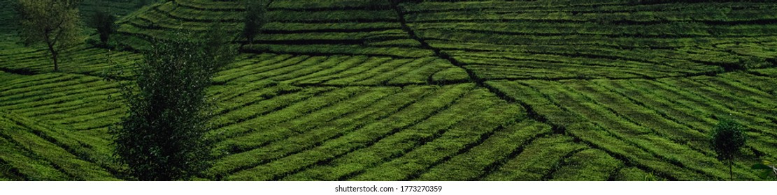 Panoramic View Of Maze In Tea Plantation In Lembang, Bandung, Indonesia