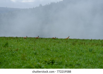 Panoramic View Of Misty Forest  With Dear Running. Far Horizon. Mountain Area In Slovakia