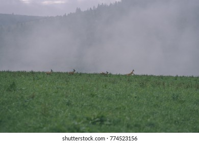 Panoramic View Of Misty Forest  With Dear Running. Far Horizon. Mountain Area In Slovakia - Vintage Effect Film Look
