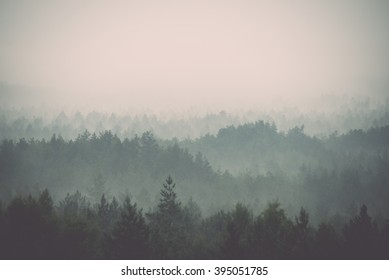 Panoramic View Of Misty Forest. Far Horizon - Vintage Film Effect