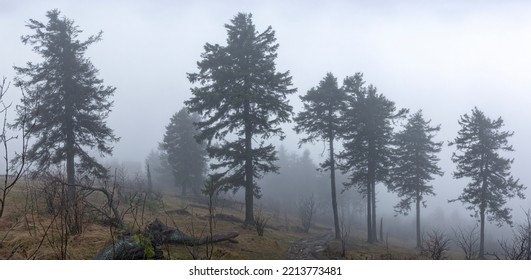 Panoramic View Of The Misty Frosty Tree Landscape On The Großer Feldberg, Taunus, Hesse, Germany