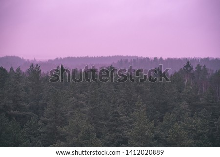 panoramic view of misty pine tree forest in autumn. fog seperates forest in many layers of visibility. far horizon in evergreen woodland - vintage retro look