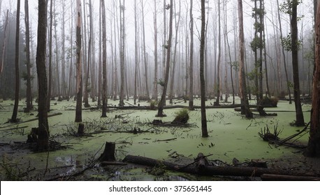 Panoramic view of a misty swamp in the forest with copy space
