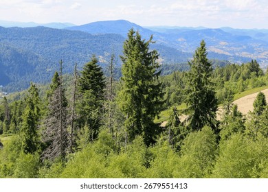 ​A panoramic view of a mountain range covered with dense forests, with coniferous trees in the foreground. The image conveys a sense of space and freedom,