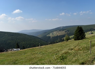 Panoramic View of Mountain and Trees