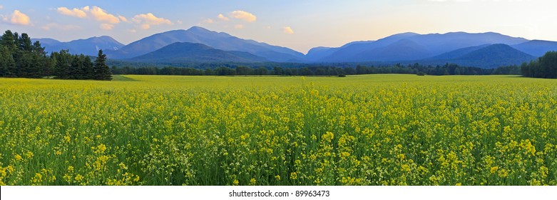 Panoramic view of Mt. Colden, Mt Jo and Wright Peak with a a huge field of yellow Canola FLowers in the foreground in the High Peaks region of the Adirondack Mountains of New York