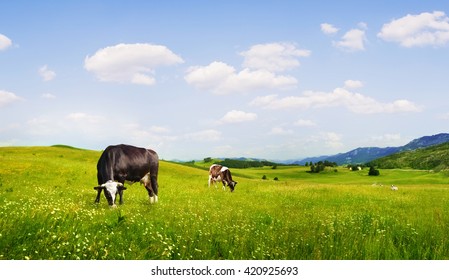 panoramic view of nice green hill with sows on blue sky background