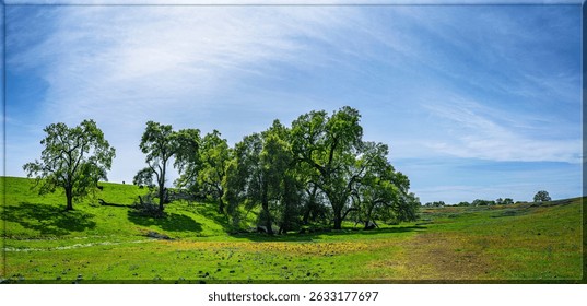 Panoramic view of North Table Mountain Ecological Reserve, California. Verdant green hills bloom with yellow wildflowers, leading to a grove of oak trees under a bright blue sky.