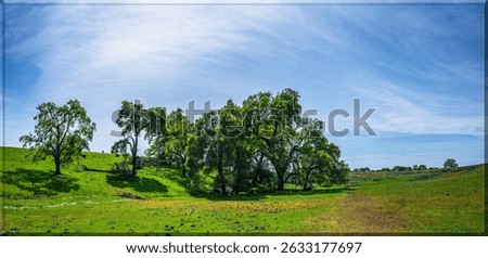 Panoramic view of North Table Mountain Ecological Reserve, California. Verdant green hills bloom with yellow wildflowers, leading to a grove of oak trees under a bright blue sky.