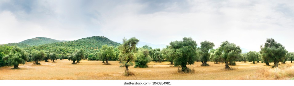 Panoramic view of an Olive farm.