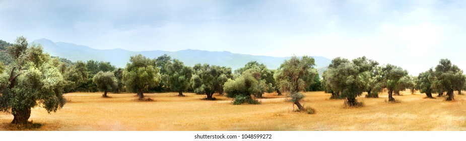 Panoramic view of an Olive farm.