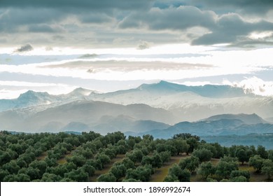 Panoramic view of an olive field in the foreground with Sierra Nevada in Granada (Spain) on a cloudy winter morning