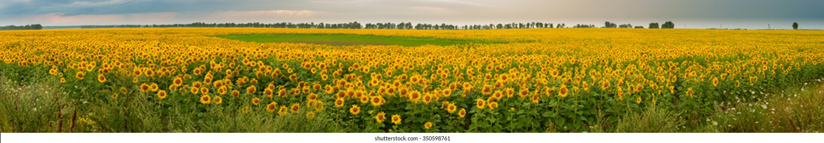 Panoramic view on blooming sunflowers field and cloudy sky