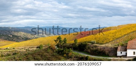 Panoramic view on Douro river valley and colorful hilly stair step terraced vineyards in autumn, wine and port making industry in Portugal