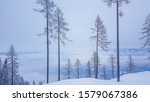 A panoramic view on fog covered Alps in Austria. The visibility is very low. Not favourable condition for skiing. There are many trees standing separately on the hills. Moody and spooky atmosphere