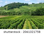 Panoramic view on green hilly vineyards near wine village Chateau-Chalon in region Jura, France