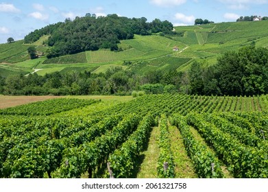 Panoramic view on green hilly vineyards near wine village Chateau-Chalon in region Jura, France