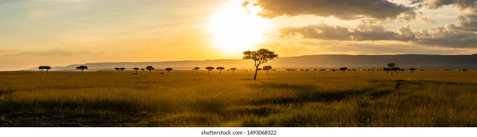 A panoramic view on the Masai Mara while sunset - Powered by Shutterstock