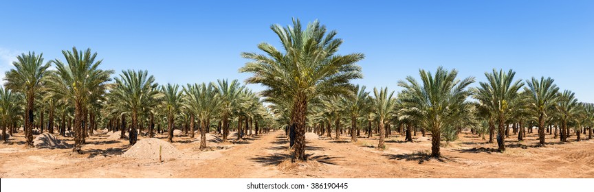 Panoramic view on plantation of date palms
