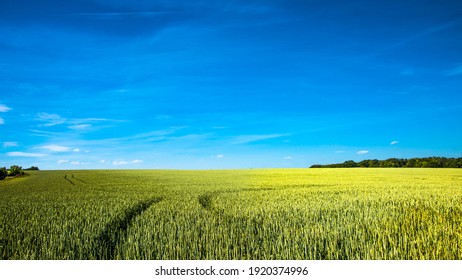 Panoramic View Over Beautiful Farm Landscape Of Wheat Crops In Late Spring With Deep Blue Sky At Sunny Day With Light And Shadow Interplay