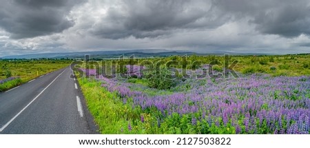 Panoramic view over beautiful flowers of purple Lupin Nootka meadows field and lonely road on Eastern Iceland, early summer and dramatic rainy sky