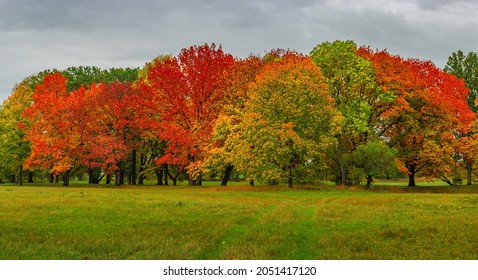 Panoramic view over dense woods as northern hemisphere forest with many different plants in golden Autumn colors with dramatic rainy sky