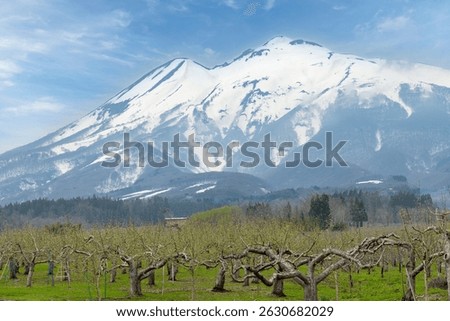 Panoramic view over early spring apple orchards with first leaves and blossom near Hirosaki, Aomori, Japan with snow covered stratovolcano Mount Iwaki in background