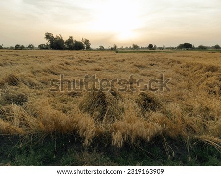 Panoramic view over Green and Golden ripe wheat fields and blue sky, countryside Egypt's Nile River Delta region