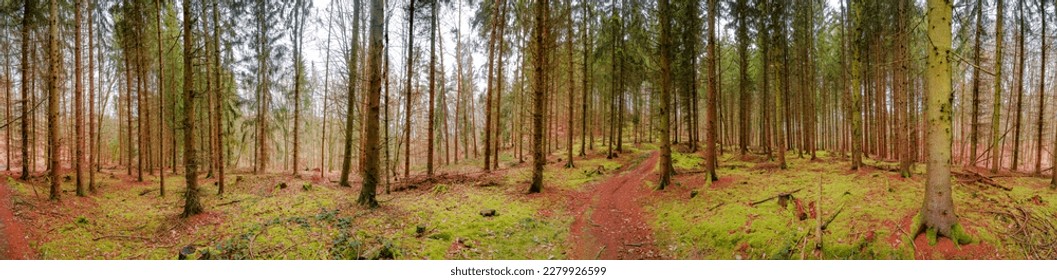 Panoramic view over a magical pinewood, pine forest with ancient aged trees covered with moss and mossed forest bed, Germany, at warm sunset Spring evening - Shutterstock ID 2279926599