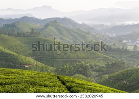 Panoramic view over Munnar hilly tea plantations at sunrise in Kerala, India. Misty mountains on the background.