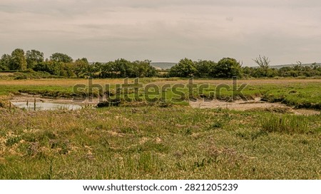 Panoramic view over the salt marsh at Newtown when the sea lavender is flowering. 