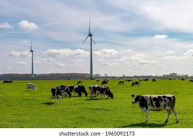 Panoramic view over some pasture farmland with grazing Holstein Friesian cows in the Netherlands with in the background some modern wind turbines or windmills against a white clouded blue sky - Powered by Shutterstock