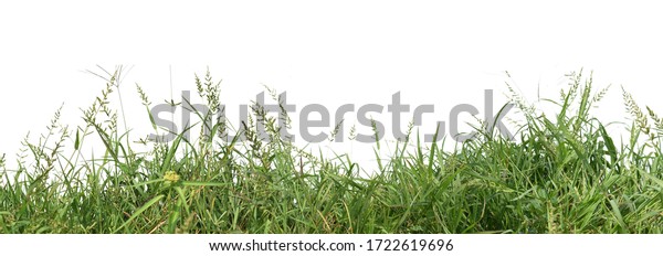 Panoramic View Overgrown Green Grass Isolated Stock Photo Edit Now