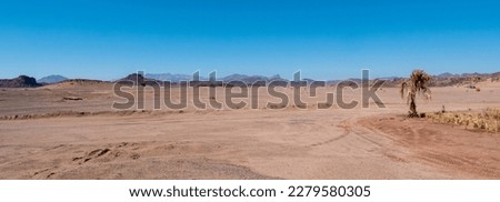 Panoramic view of a palm tree in the Bajdah desert, Tabuk region of Saudi Arabia with the northern Hijaz mountains in the background