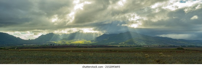 A Panoramic View Of Pineapple Field With Mountains In Wahiawa, Hawaii