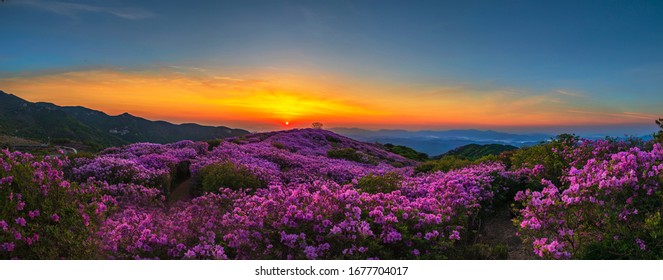 Panoramic view of pink royal azalea blossoms on Hwangmaesan Mountain near Hapcheon-gun, Korea.