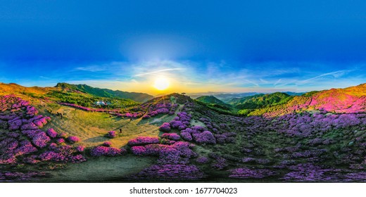Panoramic view of pink royal azalea blossoms on Hwangmaesan Mountain near Hapcheon-gun, Korea.