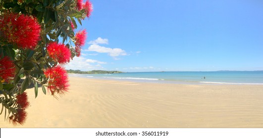 Panoramic view of Pohutukawa red flowers blossom on the month of December in doubtless bay New Zealand. No people. Copy space 