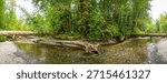 Panoramic view of a pristine river flowing through the vibrant cathedral grove forest on vancouver island, british columbia, capturing nature