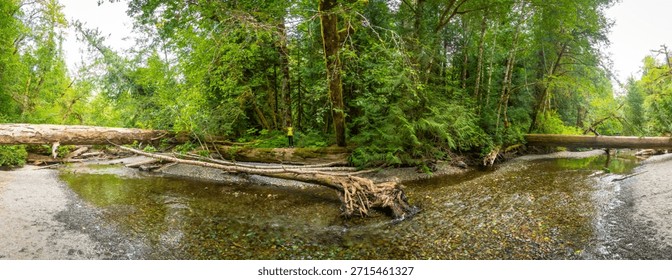 Panoramic view of a pristine river flowing through the vibrant cathedral grove forest on vancouver island, british columbia, capturing nature's tranquility on a sunny summer day