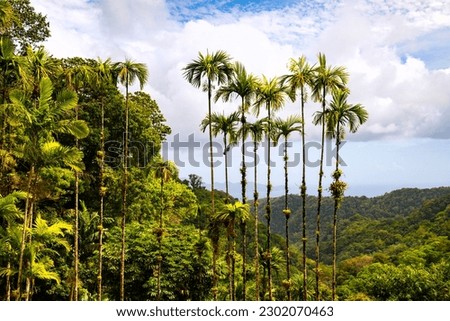 Panoramic view in rainforest scenery in Fort-de-France on Martinique island. Lush vegetation with tall palm trees and caribbean sea in the misty background. Garden park of Balata is a major sight.