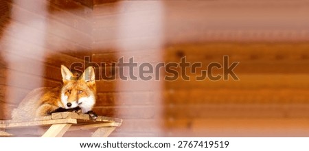 Panoramic view of a red fox lying on a wooden platform in a rustic shelter. Wild animal in captivity or rescue center concept with soft blurred foreground and copy space. 