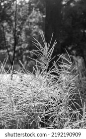 A panoramic view of the reed fields in Botanical Garden Lake Park.

Black and White.