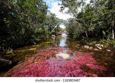 Panoramic View Of The River Caño Cristales With Its Colorfull Plants 