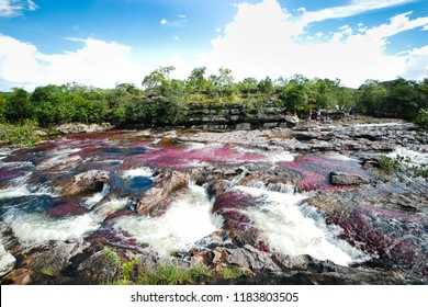 Panoramic View Of The River Caño Cristales With Its Colorfull Plants 