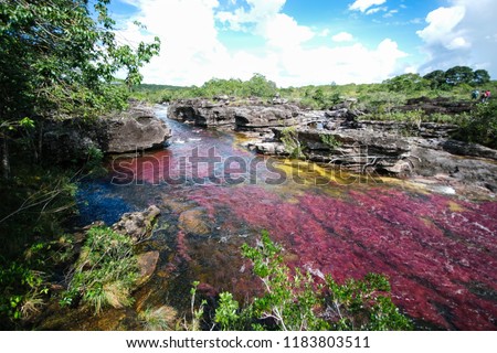 Panoramic view of the river Caño Cristales with its colorfull plants 